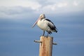 Australian Pelican Royalty Free Stock Photo