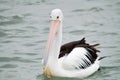 Australian Pelican