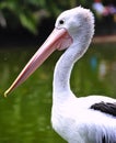 Australian pelican Royalty Free Stock Photo