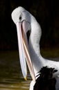 Australian Pelican