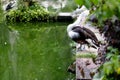 The Australian pelican Royalty Free Stock Photo