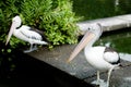 The Australian pelican Royalty Free Stock Photo