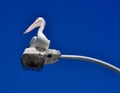 Australian Pelican in the Blue Royalty Free Stock Photo