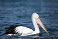 Australian Pelican at the blue river - Tasmania Royalty Free Stock Photo