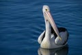 Australian Pelican on blue water Royalty Free Stock Photo