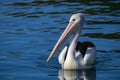 Australian Pelican on blue water Royalty Free Stock Photo