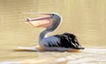 Australian pelican catching fish. Royalty Free Stock Photo