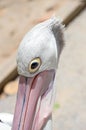 Australian Pelican Closeup Royalty Free Stock Photo