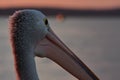 Australian pelican in evening light Royalty Free Stock Photo