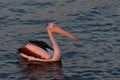 Australian pelican in evening light Royalty Free Stock Photo