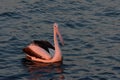 Australian pelican in evening light Royalty Free Stock Photo