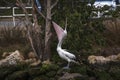 Australian Pelican with extremely huge open wide beak