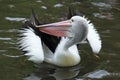 Australian pelican