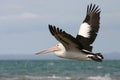 Australian pelican flying