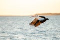 Australian Pelican flying at the golden hour Royalty Free Stock Photo