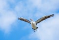 Australian pelican putting preparing to land on the water. Royalty Free Stock Photo