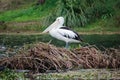 Australian pelican on island nest