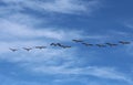 Australian Pelican