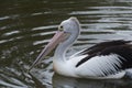 Australian Pelican making riples on Camden River