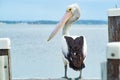 Australian pelican near water Royalty Free Stock Photo