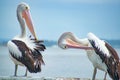 Australian pelican near water Royalty Free Stock Photo