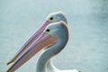 Australian pelican near water Royalty Free Stock Photo