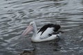 Australian Pelican paddling on Camden River