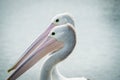 Australian pelican pair together Royalty Free Stock Photo