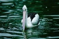 Australian Pelican (Pelecanus conspicillatus) Royalty Free Stock Photo