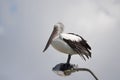 Australian Pelican (Pelecanus conspicillatus) Royalty Free Stock Photo