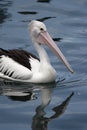 Australian Pelican (Pelecanus conspicillatus) Royalty Free Stock Photo