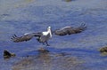 AUSTRALIAN PELICAN pelecanus conspicillatus, ADULT LANDING ON WATER, AUSTRALIA Royalty Free Stock Photo