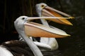 Australian Pelican - Pelecanus conspicillatus Royalty Free Stock Photo