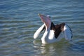 Australian Pelican Pelecanus conspicillatus on Camden Haven River Royalty Free Stock Photo