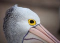 Australian Pelican ,Pelecanus conspicillatus, closeup portrait with yellow eye. Australia. Royalty Free Stock Photo