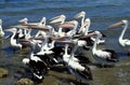 AUSTRALIAN PELICAN pelecanus conspicillatus, COLONY IN AUSTRALIA