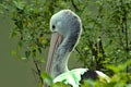 Australian pelican (Pelecanus conspicillatus) Royalty Free Stock Photo