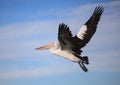 Australian Pelican Pelecanus conspicillatus flying against the background of the blue sky. Australia. Royalty Free Stock Photo