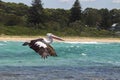 Australian Pelican (Pelecanus conspicillatus)