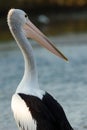 Australian Pelican Pelecanus conspicillatus Royalty Free Stock Photo