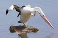 Australian Pelican