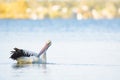 Australian pelican (Pelecanus conspicillatus) a large water bird with a large beak, the animal swims Royalty Free Stock Photo