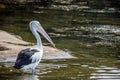 The Australian pelican, Pelecanus conspicillatus is a large waterbird in the family Pelecanidae