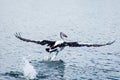 The Australian pelican. Large waterbird flying over the water