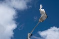 Australian pelican is perched on top of a street lamp\'s light box Royalty Free Stock Photo