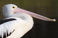 Australian Pelican (Pelecanus conspicillatus) Royalty Free Stock Photo