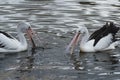 Two Australian Pelican pouncing on fish on Camden River