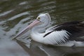 Australian Pelican making resting on Camden River