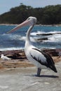 Australian Pelican (Pelecanus conspicillatus)