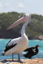 Australian Pelican (Pelecanus conspicillatus)